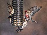 Redpolls On A Feeder_28452